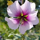 Malva subovata GM P9