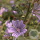 Malva sylvestris 'Zebrina' GM P9