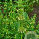 Marrubium vulgare GM P9