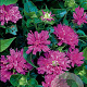Monarda 'Acpetdel' GM P9