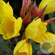 Oenothera fr. 'Fyrverkeri' GM P9