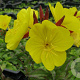 Oenothera fr. 'Fyrverkeri' GM P9