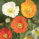 Papaver nud. 'Gartenzwerg' GM P9