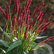 Persicaria a. 'Vesuvius' GM P9