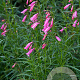 Penstemon 'Evelyn' GM P9