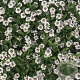 Phyla nodiflora GM P9