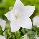 Platycodon grand. 'Astra White' GM P9