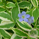 Polemonium r. 'Stairway to Heaven' GM P9