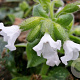 Pulmonaria 'Ice Ballet' GM P9