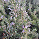 Rosmarinus off. 'Capri' GM P9