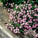 Saponaria ocymoides GM P9