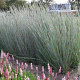 Schizachyrium sc. 'Prairie Blues' GM P9