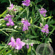 Tradescantia (A) 'Charlotte' GM P9