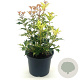 Osmanthus heter. 'Goshiki' 25-30 cm 2,0L