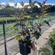 Physocarpus opulif. 'Diabolo' 40-50 cm 3,0L