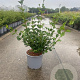 Syringa meyeri 'Palibin' 30-40 cm 3,0L