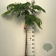 Albizia julibr. Ombrella 90 cm stam 7,5L
