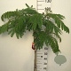 Albizia julibr. Ombrella 90 cm stam 7,5L