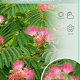 Albizia julibr. Ombrella 90 cm stam 7,5L