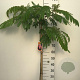 Albizia julibr. Ombrella 90 cm stam 7,5L