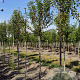Amelanchier aln. 'Obelisk' 16-18 HO draadkluit