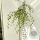 Betula p. 'Youngii' 120 cm stam 10L