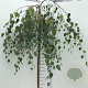 Betula p. 'Youngii' 150 cm stam 10L