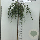 Betula p. 'Youngii' 150 cm stam 10L