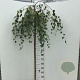 Betula p. 'Youngii' 150 cm stam 10L
