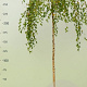 Betula p. 'Youngii' 180 cm stam 15L