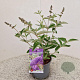 Buddleja Free Petite Blue Heaven 30-35 cm 2,5L