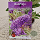 Buddleja Free Petite Blue Heaven 30-35 cm 2,5L