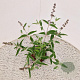 Buddleja Free Petite Blue Heaven 30-35 cm 2,5L