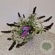 Buddleja Free Petite Tutti Fruitti 25-30 cm 2,5L