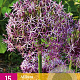Allium christophii 10-12 cm verpakt per 50