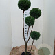 Chamaecyparis l. 'Ellwoodii' 150-175 cm 15L pompon