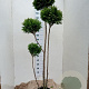 Chamaecyparis l. 'Stardust' 150-175 cm 15L pompon