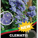 Clematis 'Blue Explosion' 90 cm 5,0L rek