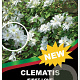 Clematis (A) 'First Love' 90 cm 5,0L rek