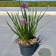 Allium 'Millenium' GM C3