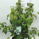 Cornus k. 'Milky Way' 60-80 cm 7,5L