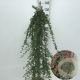 Cotoneaster suec. 'Coral Beauty' 120 cm stam 10L