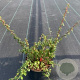 Cotoneaster suec. 'Coral Beauty' 60 cm stam 7,5L