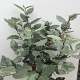 Elaeagnus ebb. 'Compacta' 180 cm stam 15L