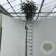 Elaeagnus ebb. 'Compacta' 180 cm stam 15L