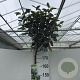 Elaeagnus ebb. 'Compacta' 180 cm stam 15L
