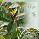 Elaeagnus ebb. 'Compacta' 90 cm stam 10L