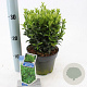 Euonymus jap. 'Green Spire' 20-25 cm 2,0L