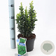 Euonymus jap. 'Green Spire' 20-25 cm 2,0L