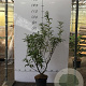 Forsythia int. 'Spectabilis' 60-80 cm 5,0L